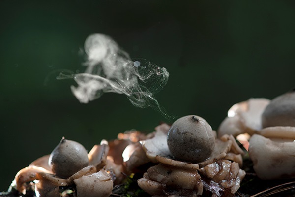 spores-infections-fongiques-propagation